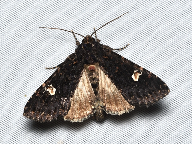 fehérfoltos kertibagoly - Melanchra persicariae
