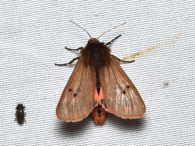 füstös medvelepke - Phragmatobia fuliginosa