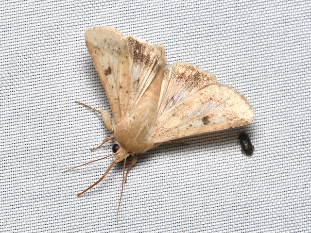 kukorica-veteménybagoly - Helicoverpa armigera