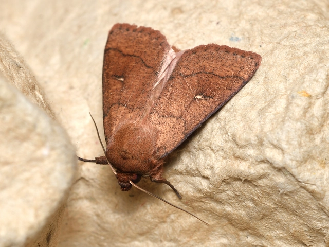 félholdas rétibagoly - Mythimna turca