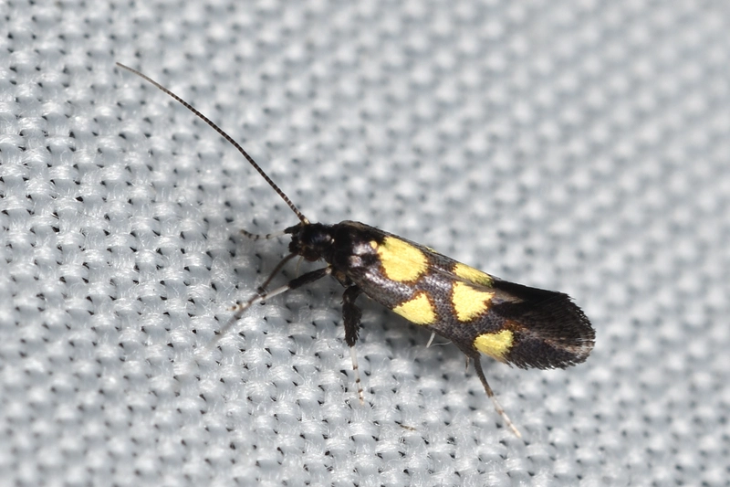 Calybites quadrisignella - bengeaknázó keskenymoly