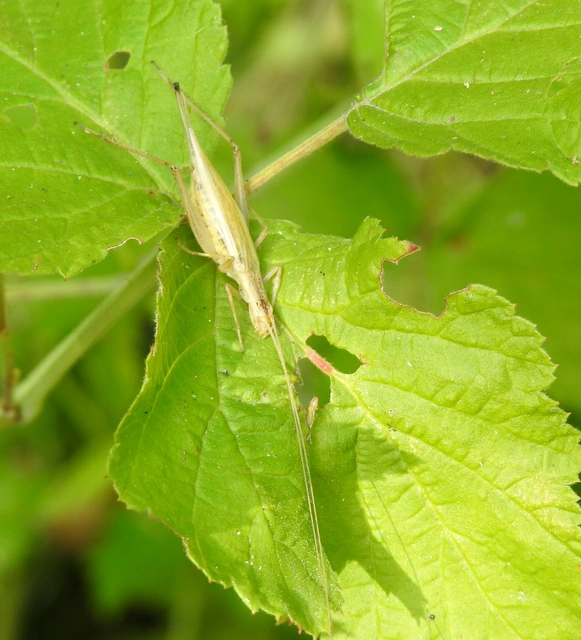 Oecanthus pellucens - pirregőtücsök