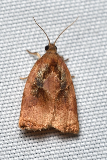 dudvarágó sodrómoly - Archips podana