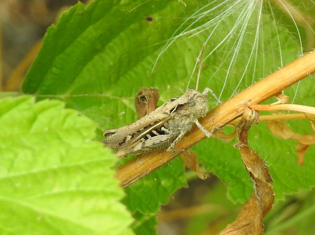 Chorthippus (Glyptobothrus) (subgenus)