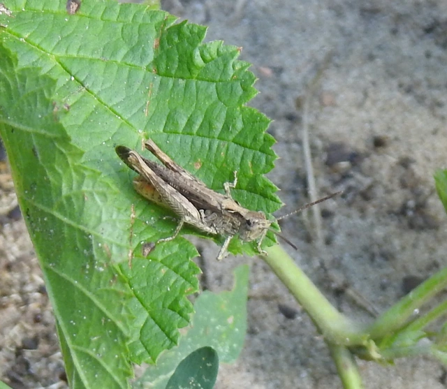 Chorthippus