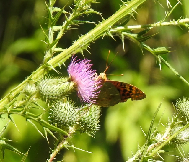 Argynnis pandora - zöldes gyöngyházlepke