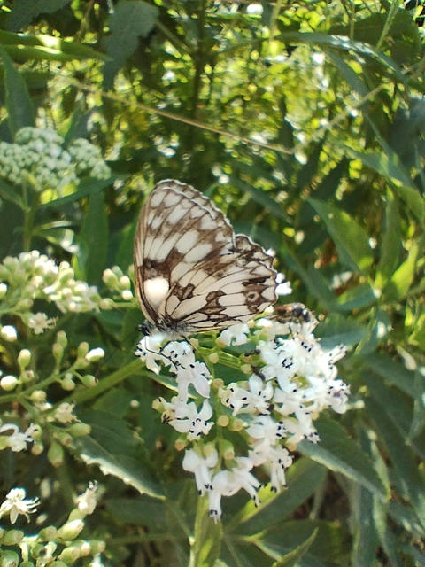 Melanargia galathea - sakktáblalepke