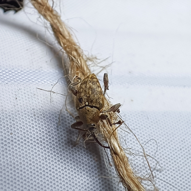 Curculio glandium - tölgymakkzsuzsóka