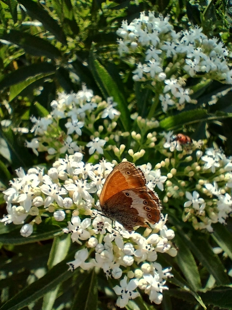 Coenonympha arcania - fehéröves szénalepke