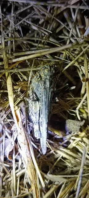 Chorthippus