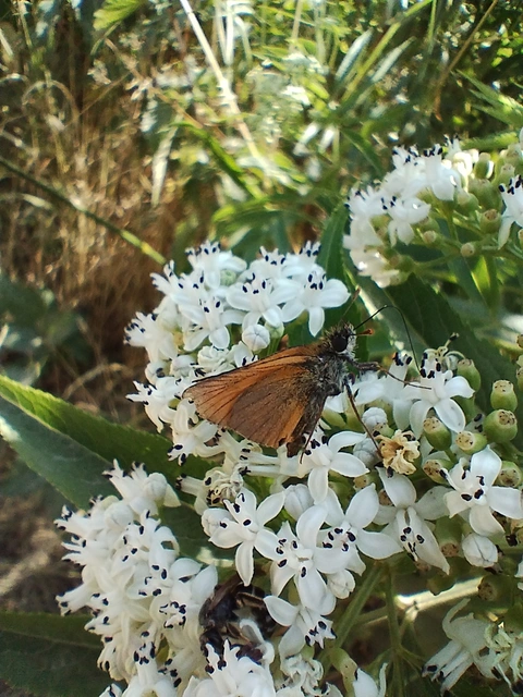 Thymelicus