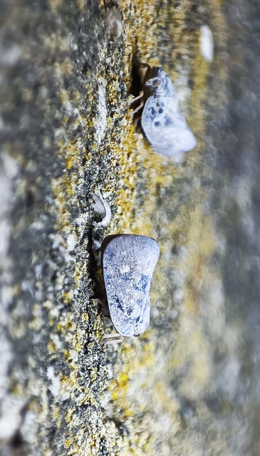 Metcalfa pruinosa - amerikai lepkekabóca