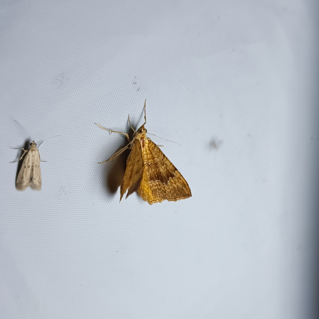 Camptogramma bilineata - kétvonalas sávosaraszoló