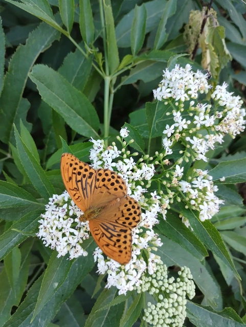 Argynnis paphia - nagy gyöngyházlepke