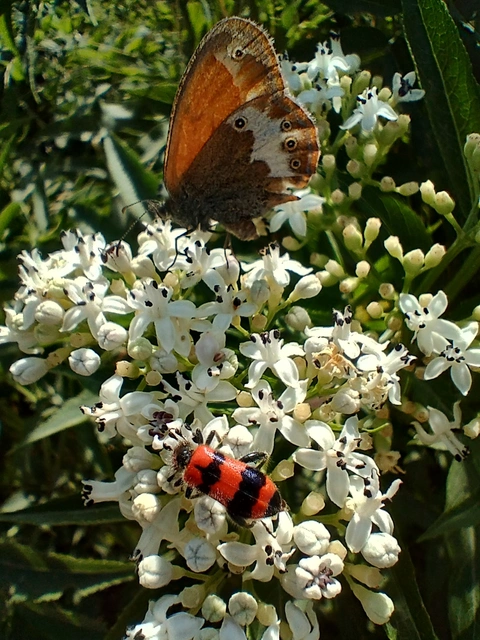 Trichodes apiarius - szalagos méhészbogár