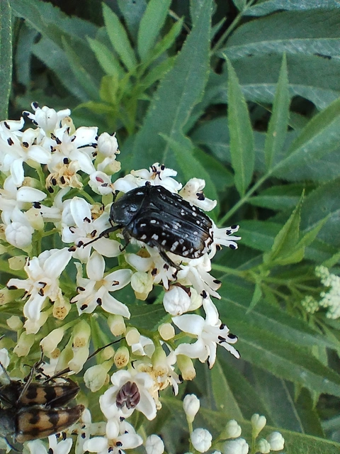 Oxythyrea funesta - sokpettyes virágbogár