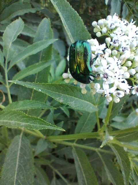 Cetonia aurata - aranyos virágbogár