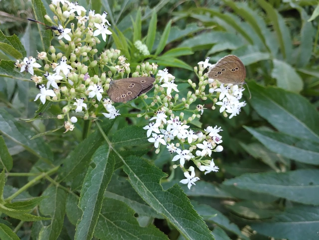 Aphantopus hyperanthus - közönséges ökörszemlepke