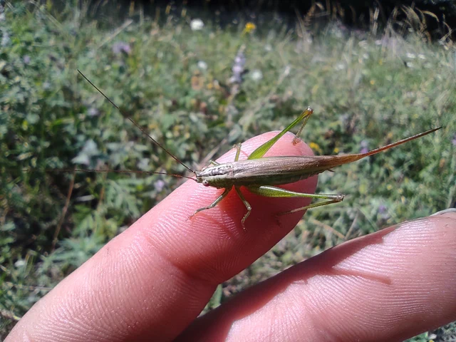 Conocephalus fuscus - kis kúpfejűszöcske