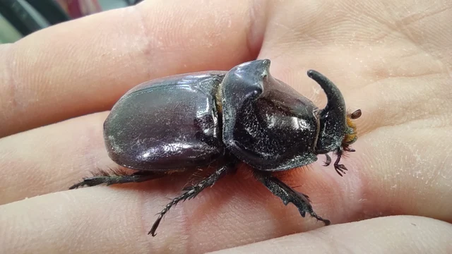 Oryctes nasicornis - orrszarvú bogár