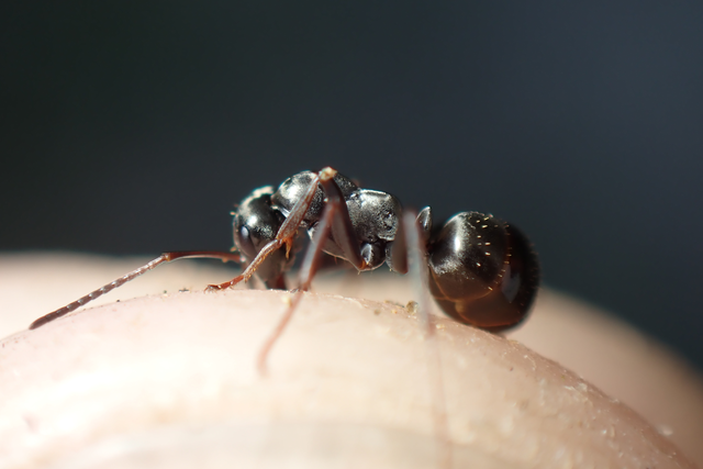 Formica fusca - kormos rabszolgahangya