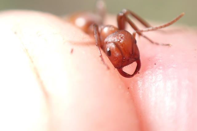 Polyergus rufescens - amazonhangya