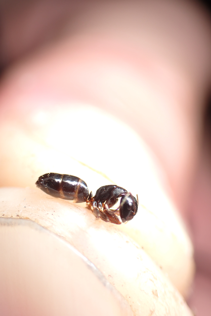 Camponotus fallax - ligeti lóhangya