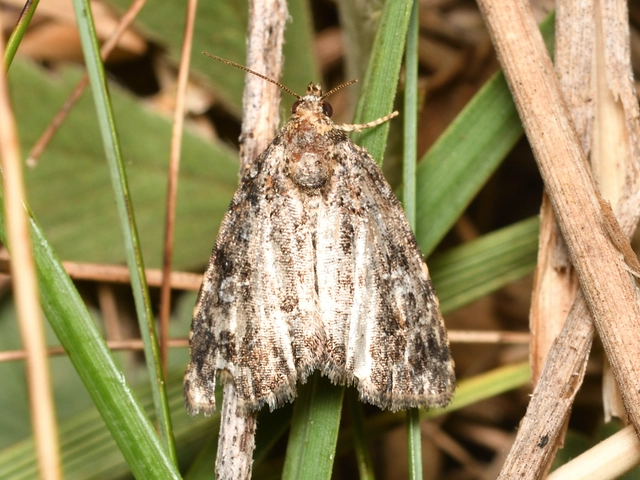 fehérsávos apróbagoly - Protodeltote pygarga