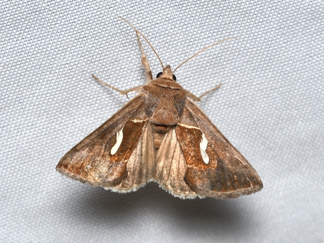 cseppfoltos ezüstbagoly - Macdunnoughia confusa