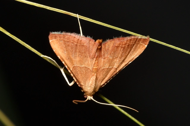 tüzesszárnyú fényilonca - Endotricha flammealis