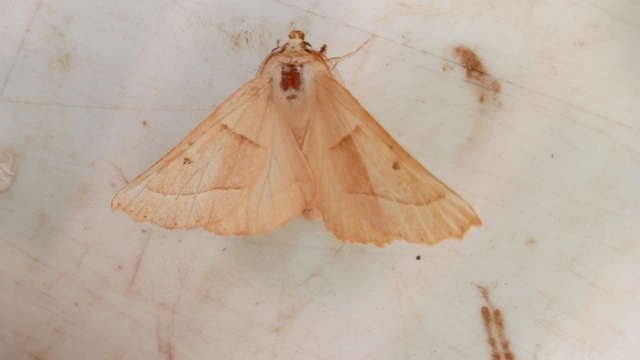 Crocallis elinguaria - sárga sávosaraszoló