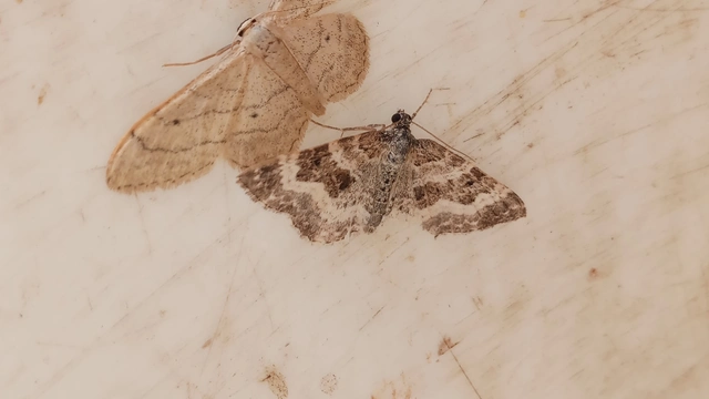 Epirrhoe alternata - galaj-tarkaaraszoló