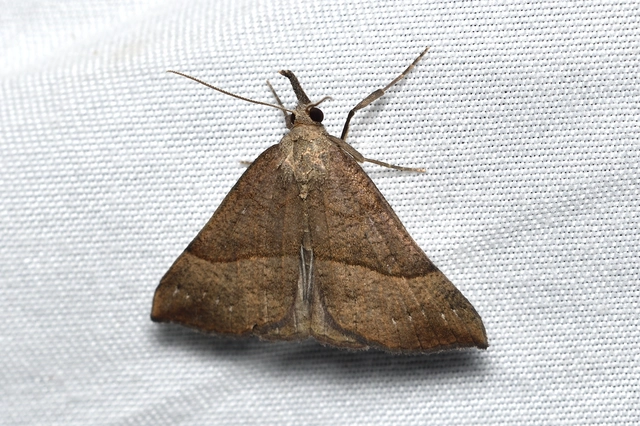 ormányos karcsúbagoly - Hypena proboscidalis