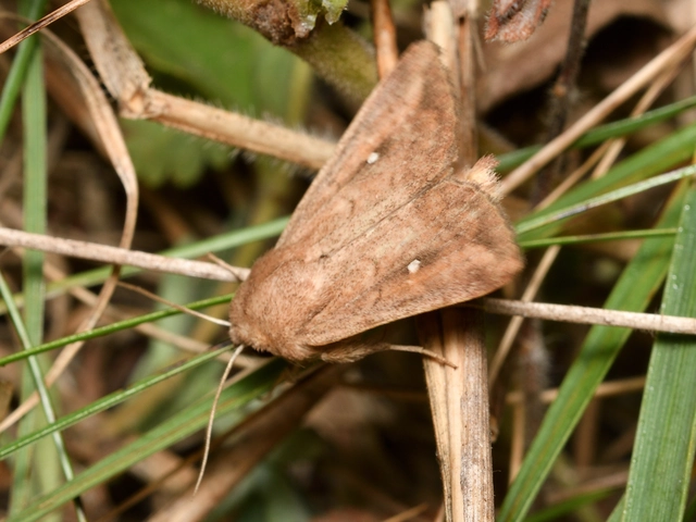 fehérpettyes rétibagoly - Mythimna albipuncta