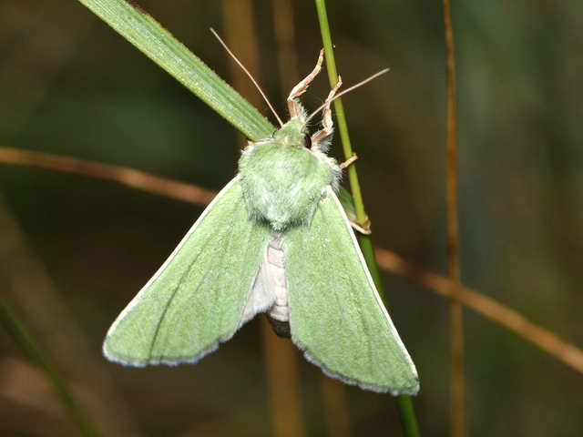 zöld sztyepbagoly - Calamia immaculata