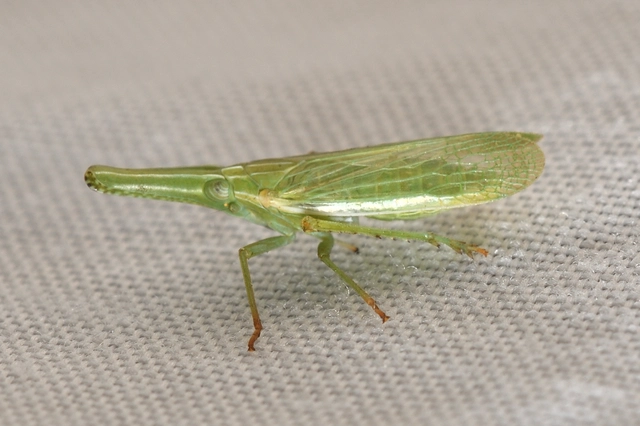 Dictyophara pannonica