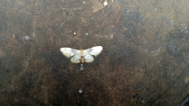 Idaea filicata - sötéttövű apróaraszoló