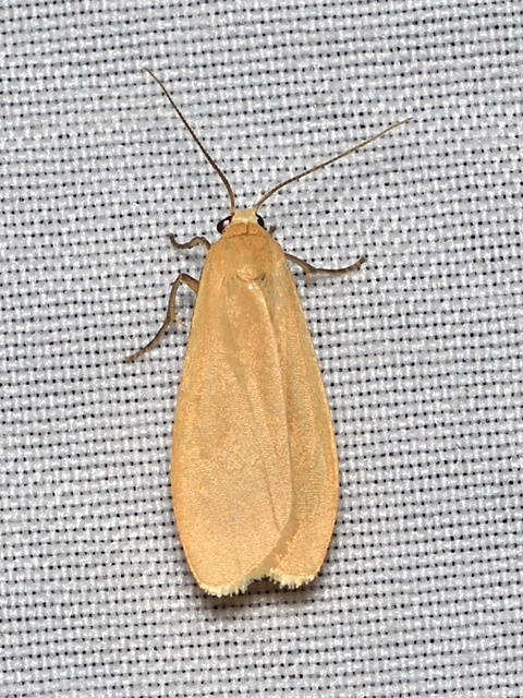 sárga zuzmószövő - Eilema sororcula