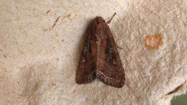 Lacanobia oleracea - saláta-kertibagoly