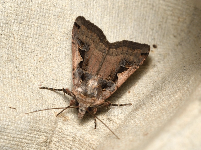 c-betűs fűbagoly - Xestia c-nigrum