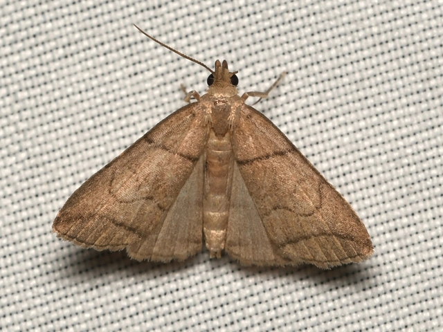 ligeti karcsúbagoly - Herminia grisealis