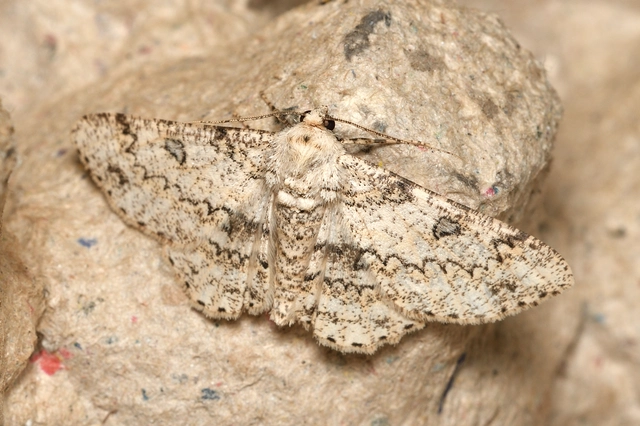 holdas faaraszoló - Ascotis selenaria