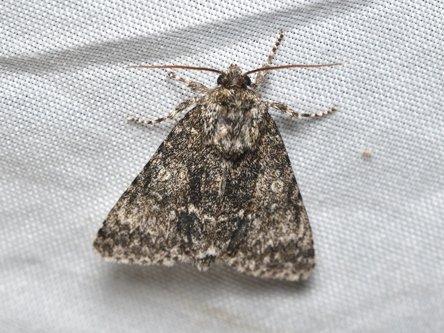 nagyfejű szigonyosbagoly - Acronicta megacephala