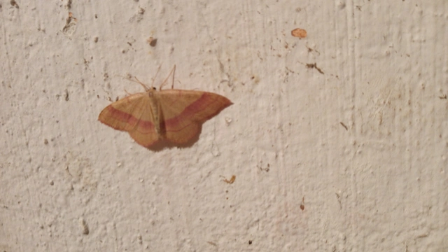 Rhodostrophia vibicaria - pirosszélű araszoló