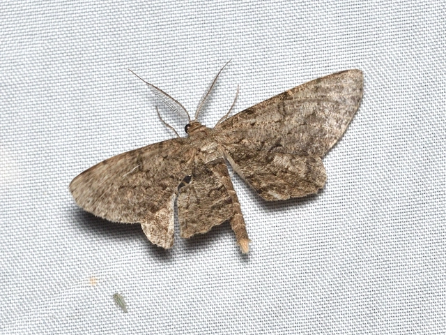 pettyes faaraszoló - Hypomecis punctinalis