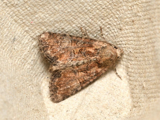 kétszínű dudvabagoly - Mesoligia furuncula