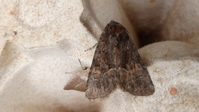 Thalpophila matura - fakó erdeibagoly