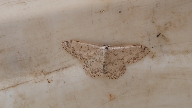 Scopula marginepunctata - pettyes sávosaraszoló