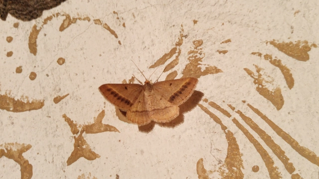 Tephrina arenacearia - lucerna-araszoló