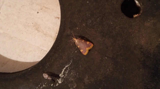 Hypsopygia costalis - szénailonca